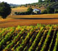 Vigne Cépage Sauvignon Loire